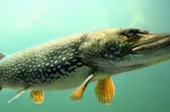 Летняя щука чаще выбирает не самую глубокую воду