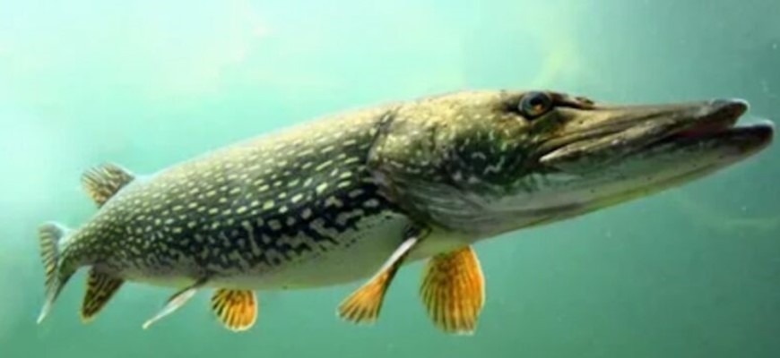 Летняя щука чаще выбирает не самую глубокую воду