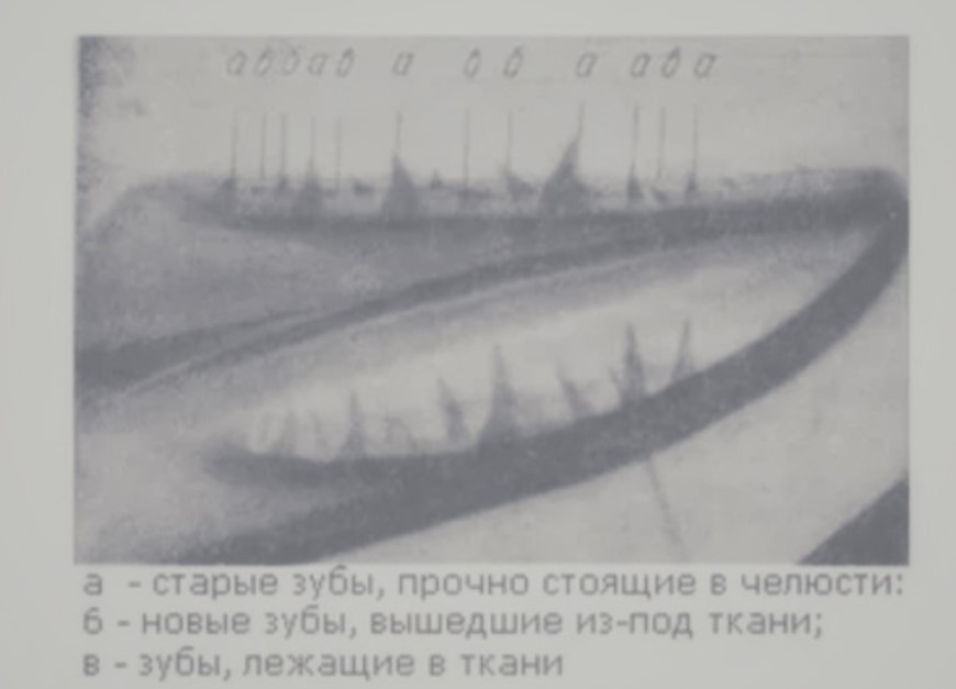 рентген зубов щуки