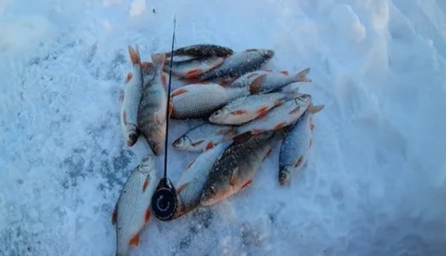 для какой рыбы мормыш работает лучше всего