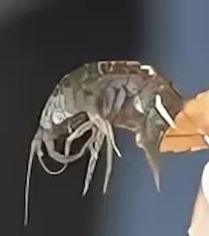 Как насаживать мормыша на крючок