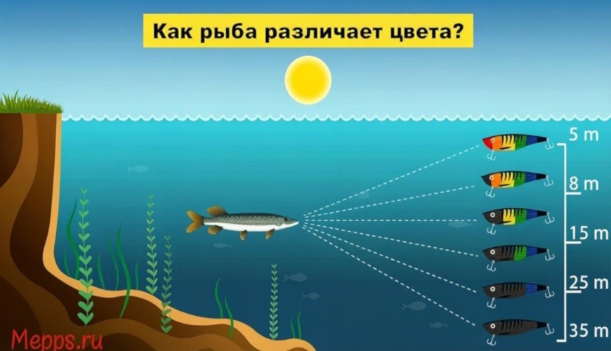 как щука видит цвета под водой