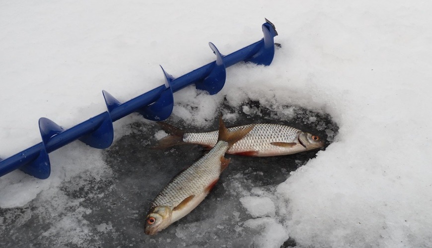 Ловля плотвы зимой на мормышку
