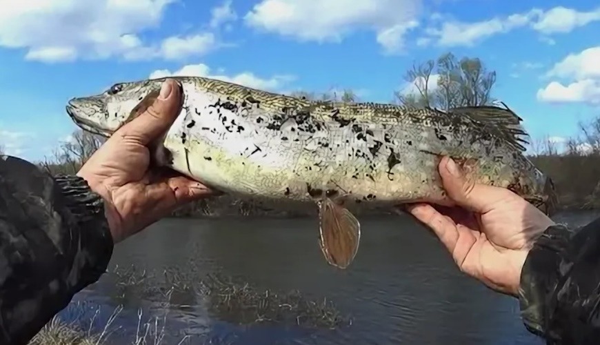 щука начинает кормиться