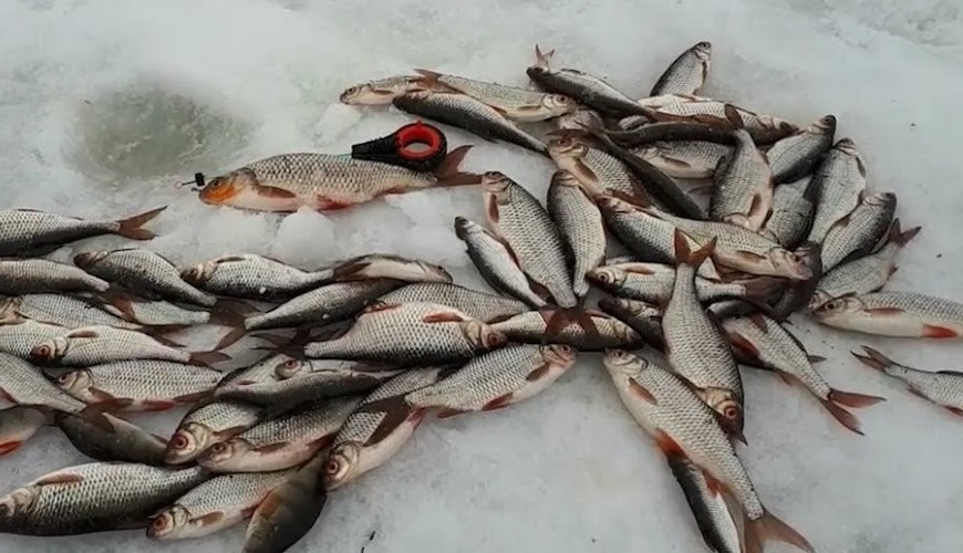 сорога на мормыш гаммарус