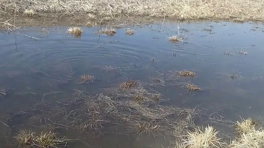 у щуки нерест скоро жор